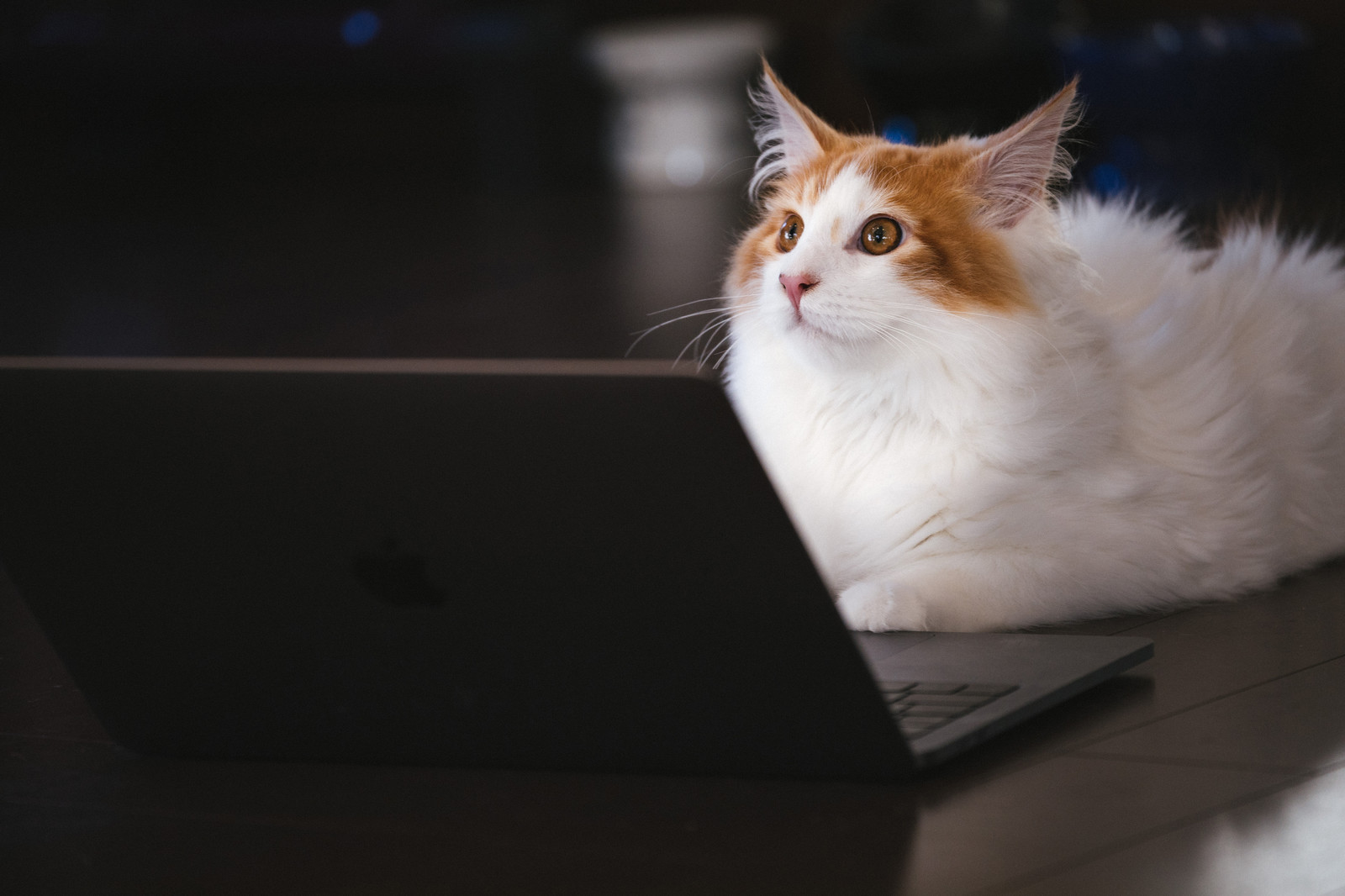 パソコンで検索する猫